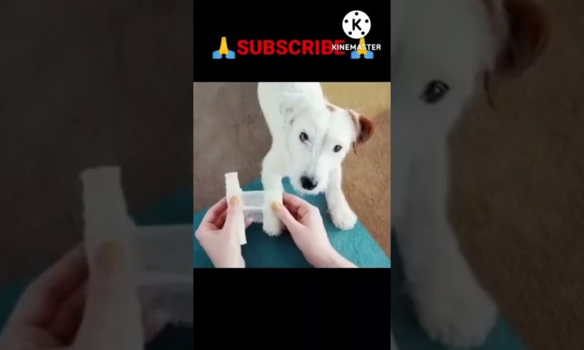 Cute Dog Rescue ❤️ cute animal #shorts #shortvideo #viralvideo #trending #funny #animals #tiktok(4)