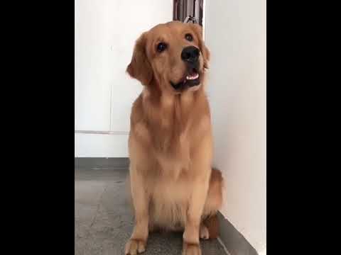 Funniest & Cutest Puppies - Funny Puppy Videos | Cute and Funny Dog Videos | Minutes of Funny Puppy