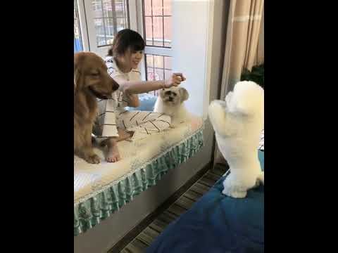 Funniest & Cutest Puppies - Funny Puppy Videos | Cute and Funny Dog Videos | Minutes of Funny Puppy