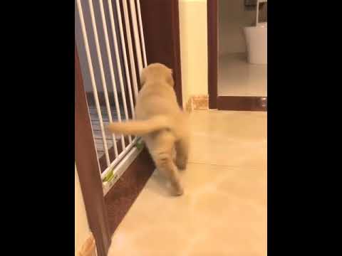 Funniest & Cutest Puppies - Funny Puppy Videos | Cute and Funny Dog Videos | Minutes of Funny Puppy