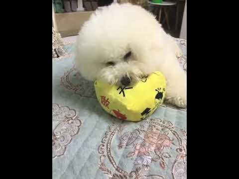 Funniest & Cutest Puppies - Funny Puppy Videos | Cute and Funny Dog Videos | Minutes of Funny Puppy