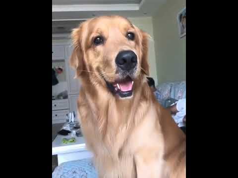 Funniest & Cutest Puppies - Funny Puppy Videos | Cute and Funny Dog Videos | Minutes of Funny Puppy