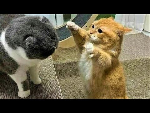 Funny animals - Funny cats / dogs - Funny animal videos 213