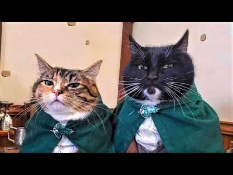 Funny animals - Funny cats / dogs - Funny animal videos 206