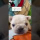 Doggos Doing Funny Things 🐕 Cutest Puppies TikTok Compilation|Shorts#TikTok