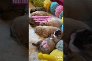 Doggos Doing Funny Things 🐕 Cutest Puppies TikTok Compilation|Shorts#TikTok