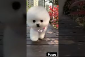 Aww cute puppies Funny moments Cute Pomeranian | Cutest Puppy #shorts #viral #tiktok #trending(4)