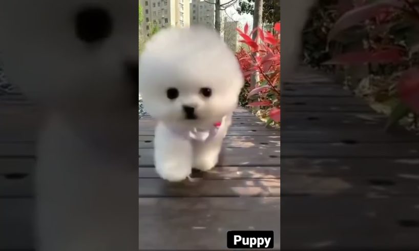 Aww cute puppies Funny moments Cute Pomeranian | Cutest Puppy #shorts #viral #tiktok #trending(4)