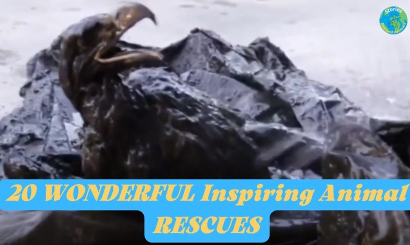 🦈20 WONDERFUL Inspiring Animal RESCUES