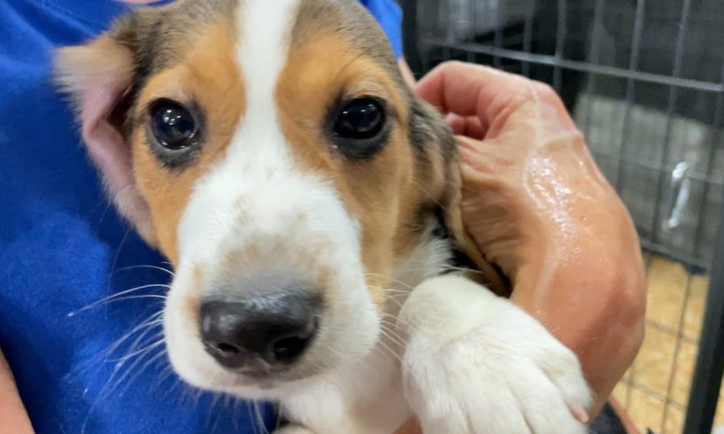 4,000 beagles: Historic transport spares dogs from animal testing