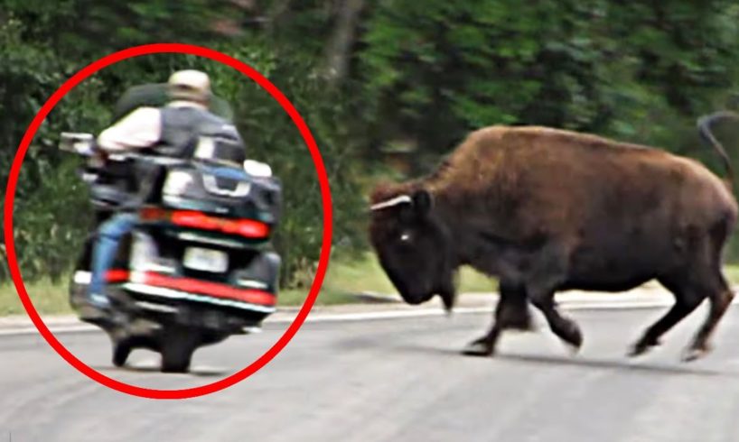 8 Bison Encounters You Won't Believe Happened