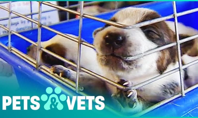 Abandoned Puppies Are Desperate For Their Trapped Mother | Animal Rescue | Pets & Vets