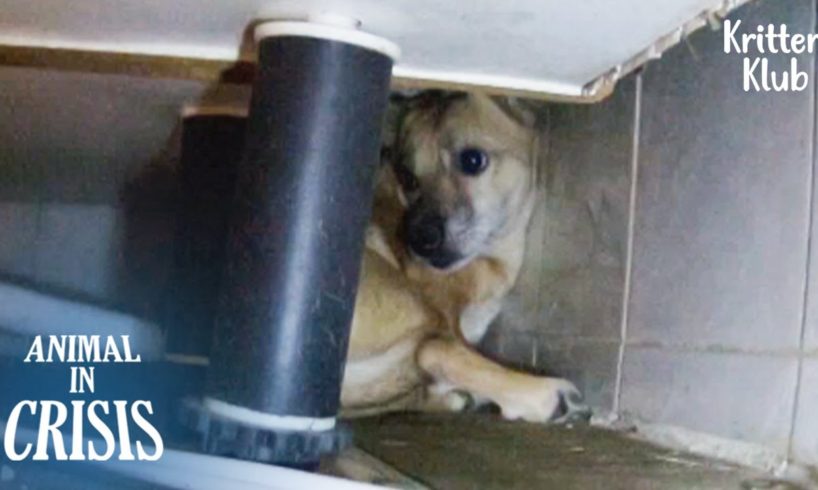 Abused Dog Was Rescued Before Euthanasia But Lives Under Sink… l Animal in Crisis Ep 331