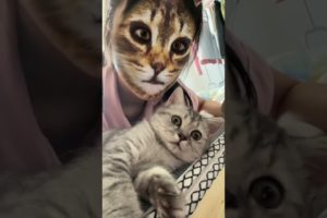 Amazing Finny Cats Fail ops Moments Viral Clips #shorts Video😹|| #trending #animals #funny #reels