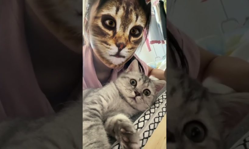 Amazing Finny Cats Fail ops Moments Viral Clips #shorts Video😹|| #trending #animals #funny #reels