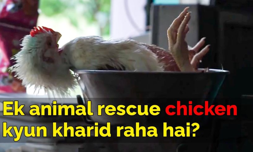 Animal rescue karne walo ne chicken kyun kharida? | Why a rescue had to buy chicken?