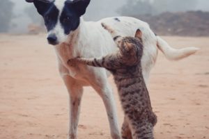 Animals Life, Cute Cats fighting And Playing very Funny Moments of Pet's 🤣😂