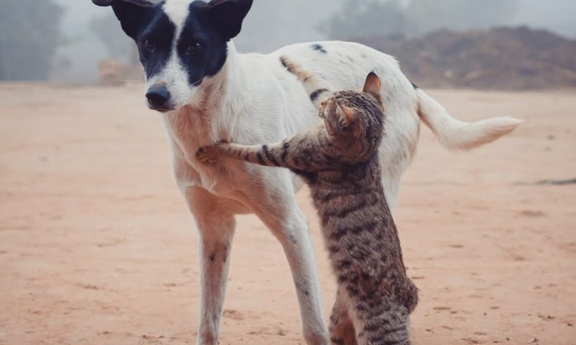 Animals Life, Cute Cats fighting And Playing very Funny Moments of Pet's 🤣😂