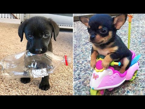 Baby Dogs 🔴 Cute and Funny Dog Videos Compilation #30 | 30 Minutes of Funny Puppy Videos 2022