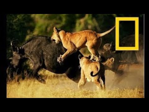 Brutal Wild Animal Fights