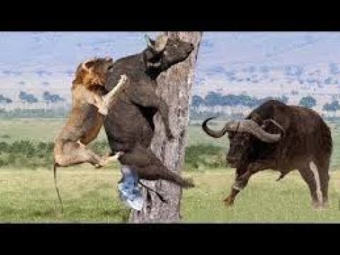 Buffalo Attacks Lion! Crazy Buffalo vs Lion Fight ►Animal Attack !