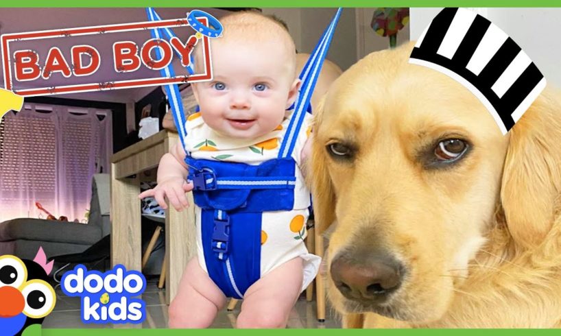 Can A Big Bad Dog Become the Best Big Brother? | Animal Videos For Kids | Dodo Kids