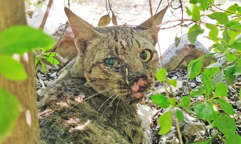 Cat's nose was cut off in accident. But look at her now!