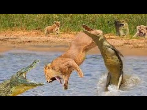 Crocodile attack  buffalo vs crocodile fight, wild animal attacks prey