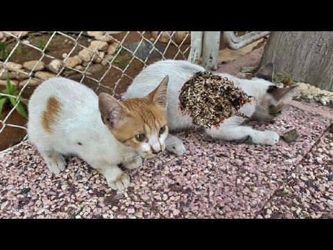 Cute Kitten Stray Cats Just Want To Eat Food (Animal Rescue Video 2022)