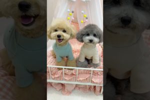 Cutest puppies 🥰 Dogs Are the Best🥰Cute Pomeranian