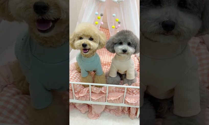 Cutest puppies 🥰 Dogs Are the Best🥰Cute Pomeranian