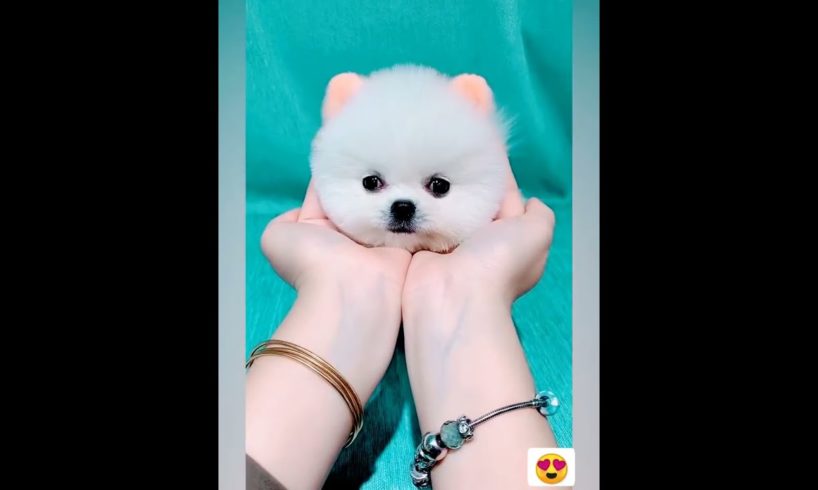 Cutest puppy  😍 Videos Compilation Cute moment of the Animals - Cutest Animals #shorts #cuteanimals