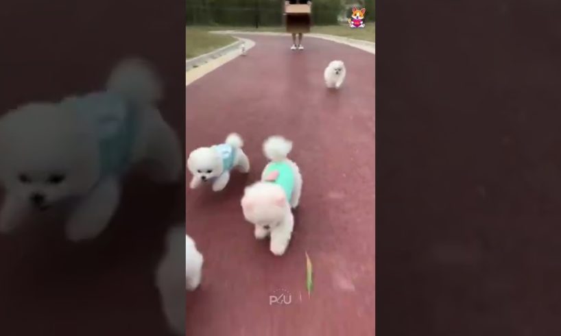 Cutest puppy video # 🐶🐕🐶🐕🐶🐕# shorts video# Beautiful video!