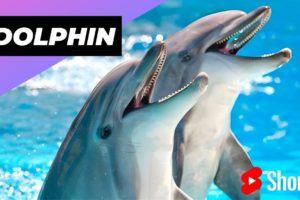 Dolphin 🐬 One Of The Cutest But Dangerous Animals In The World #shorts