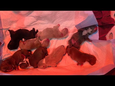 EXOTIC MICROBULLIES | 2 days old. Litter of 10 | CUTEST PUPPIES IN THE WORLD.