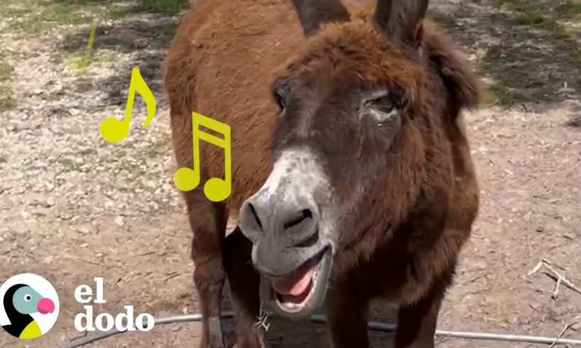 Este burro canta para conseguir todo lo que quiere | El Dodo