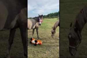 Fenya is having fun part 1 | Horse playing | Funny horse #horse #animals #shorts