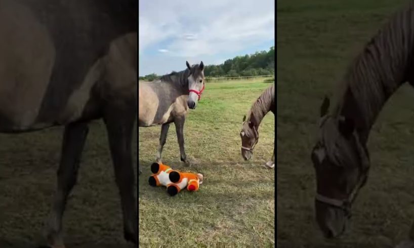 Fenya is having fun part 1 | Horse playing | Funny horse #horse #animals #shorts