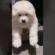Funniest and Cutest Puppies, Funny Puppy Video 2022 Ep1013