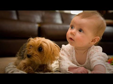 Funny Baby Playing With Dog Compilation | Fact Animals |