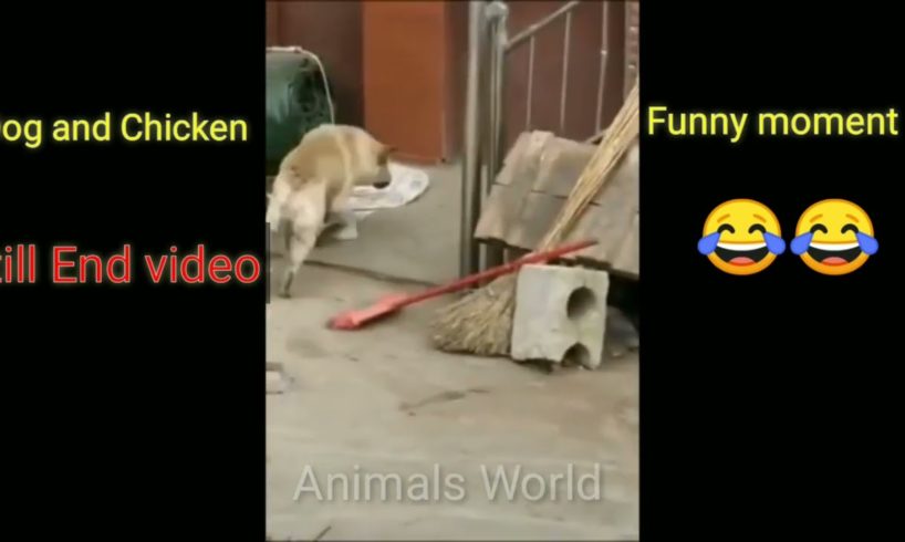 Funny dog and Chicken video 2022,Best funny animals😂playing dead on finger🤣shot#AnimalsWorld#youtube