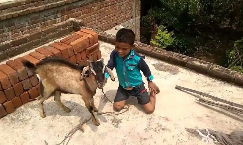 Goat with a Child Playing 2022#funny #goat #trendingvideo #animals#mahadeomukundavlog #vlog#trending