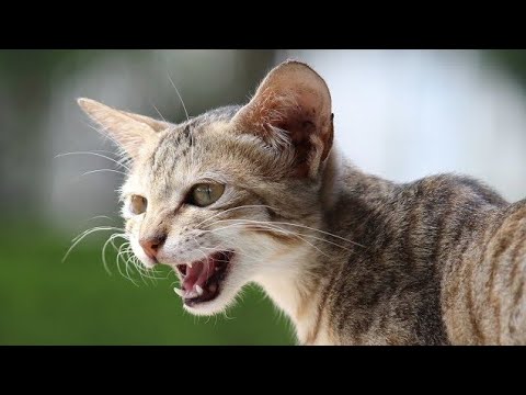 Homeless Cat Asking For Help | Cat Rescue Videos