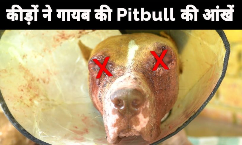 Iss pitbull ke iss haal ke piche kiska hath hai | Pitbull dog rescue