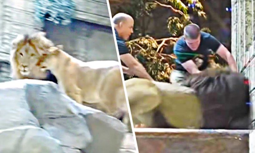 LION ATTACKS MAN IN ZOO - Near Death Captured On GoPro & Camera Compilation #5