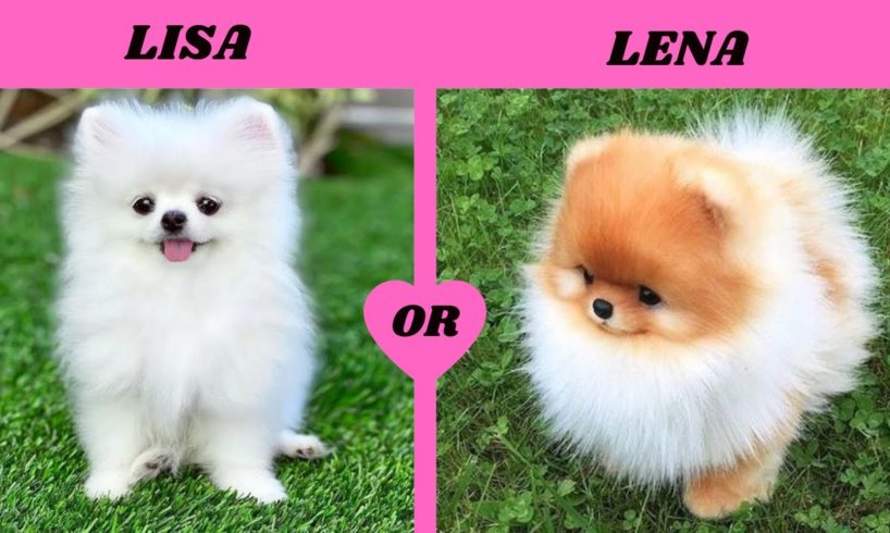 LISA OR LENA ANIMALS [ DOGS AND PUPPIES ] | CUTE PET DOGS