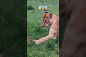 Lion Playing With Baby Impala. 😱 #shorts #animals