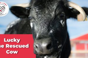 Lucky the Rescued Cow