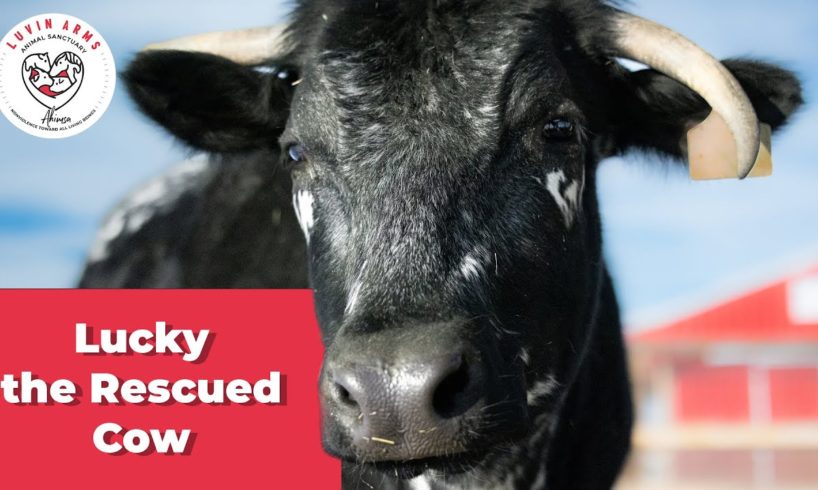 Lucky the Rescued Cow