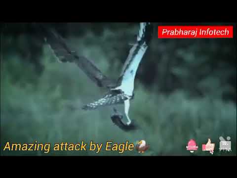 Most Amazing Moments Of Wild Animal Fights!The Best Of Eagle Attacks|Wild Discovery Animals